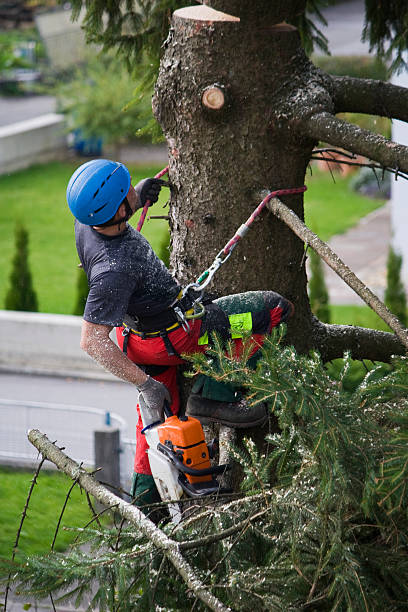 Reliable Raymond, WI Tree Services Solutions